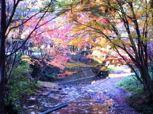 紅葉狩り