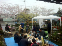 満開 2013/04/01 16:16:23