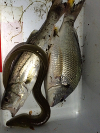 釣果