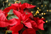 クリスマスの星：ポインセチア 2022/12/26 09:00:00