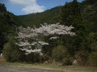月の桜は? 2016/03/30 17:51:32