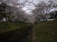 月の桜トンネル 2016/04/03 15:52:40