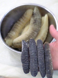 海鼠（ナマコ）　お正月用