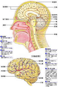 あなたは脳年齢若い？　それとも・・・？
