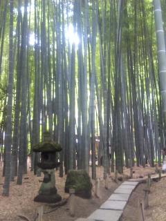 竹林で癒されたぁ～
