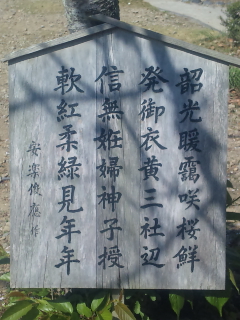 御衣黄桜・・・