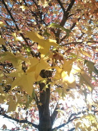 秋は深まり… 2010/11/26 13:13:14