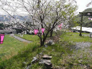 春は桜が満開！