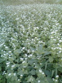 そばの花