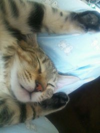 たいちょう