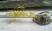 こんなの・・・・・ 2008/06/01 20:30:02