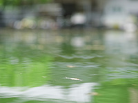緑の水面