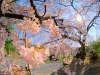 長栄寺の枝垂れ桜
