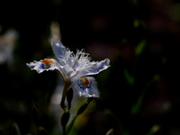 シャガの花