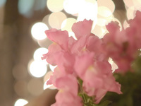 夜の花