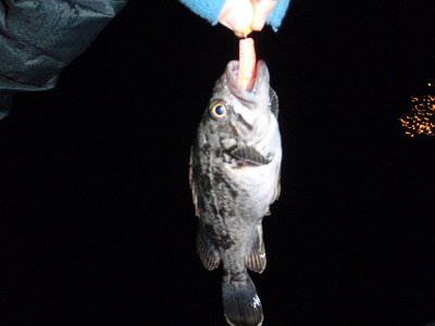 三河湾クロソイ