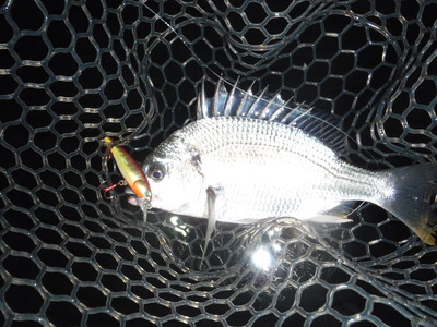 キビレのボトム釣り