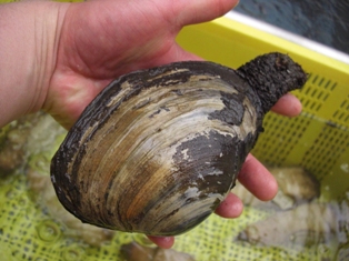 浜名湖　本ミル貝