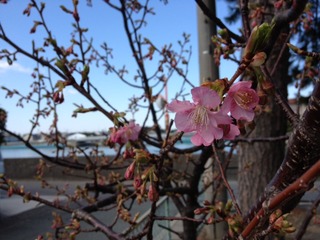 河津桜　開花宣言＼(^o^)／
