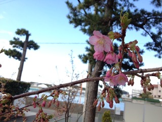 河津桜　開花宣言＼(^o^)／