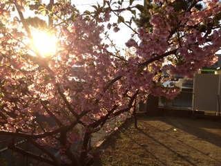 今日のおススメ＆河津桜　開花状況