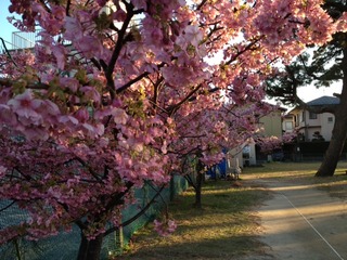 今日のおススメ＆河津桜　開花状況