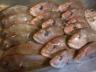 魚＋周