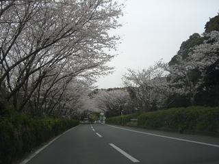 春、桜！