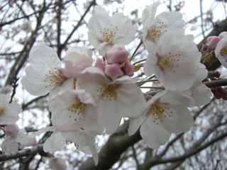 春、桜！