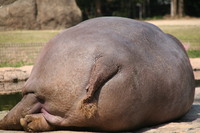 ＺＯＯ