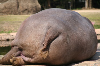 ＺＯＯ