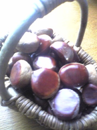 秋の恵み 2009/09/30 09:52:35