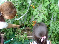 トマトちゃん 2010/07/13 23:25:30