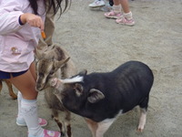 移動動物園 2010/11/17 14:52:27