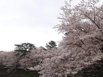 桜いろいろ