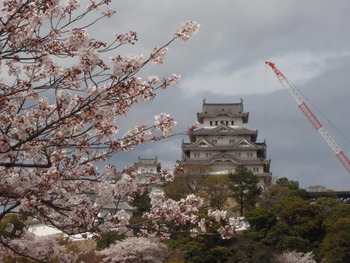 桜いろいろ