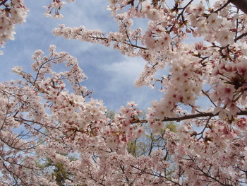 桜いろいろ