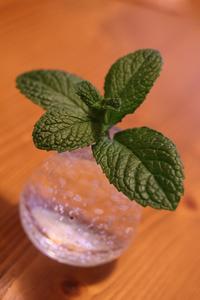 ＭＩＮＴ