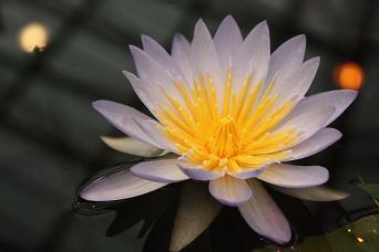 花鳥園のHANA