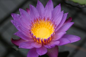 花鳥園のHANA