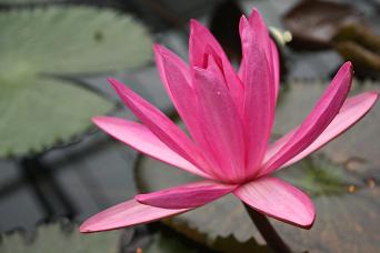 花鳥園のHANA