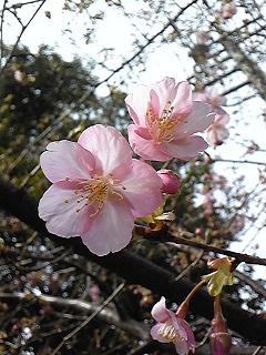 せっかちさんだなぁ