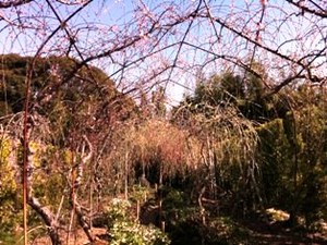 しだれ梅
