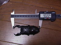 スマトラオオヒラタクワガタ