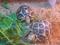 頑張れ！とんとん