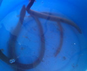 生き物調査 2011/06/26 16:32:41