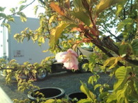 生活応援セール 2011/04/01 16:42:51