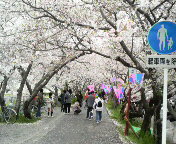 今日も始まりました姫様道中 2009/04/05 11:01:11
