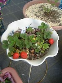 いちご　（＾ｕ＾） 2007/05/10 22:11:12