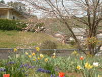 桜　２分咲きかな？